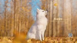 狗若爱你